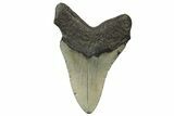 Fossil Megalodon Tooth - North Carolina #236796-1